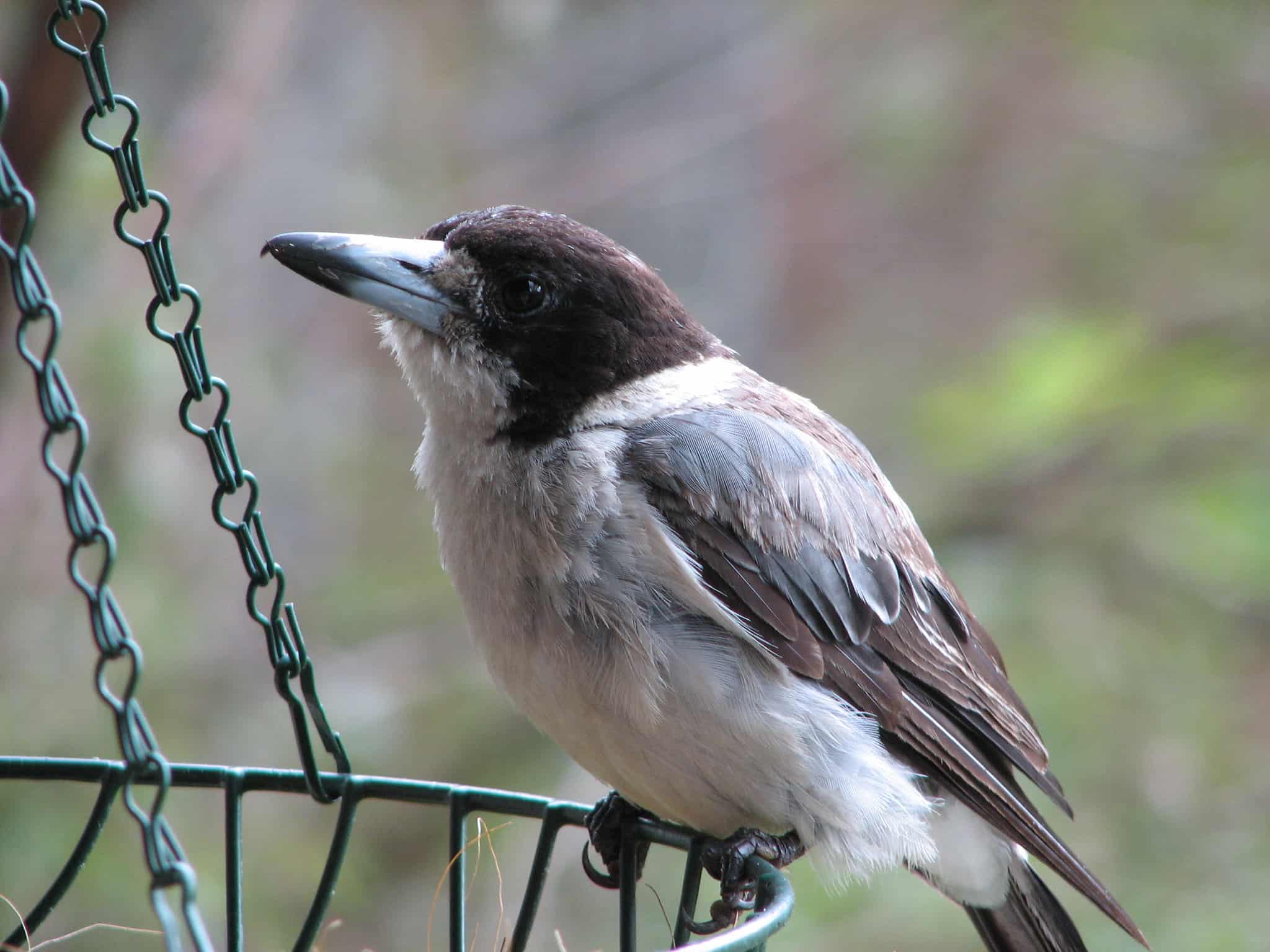 ButcherBird