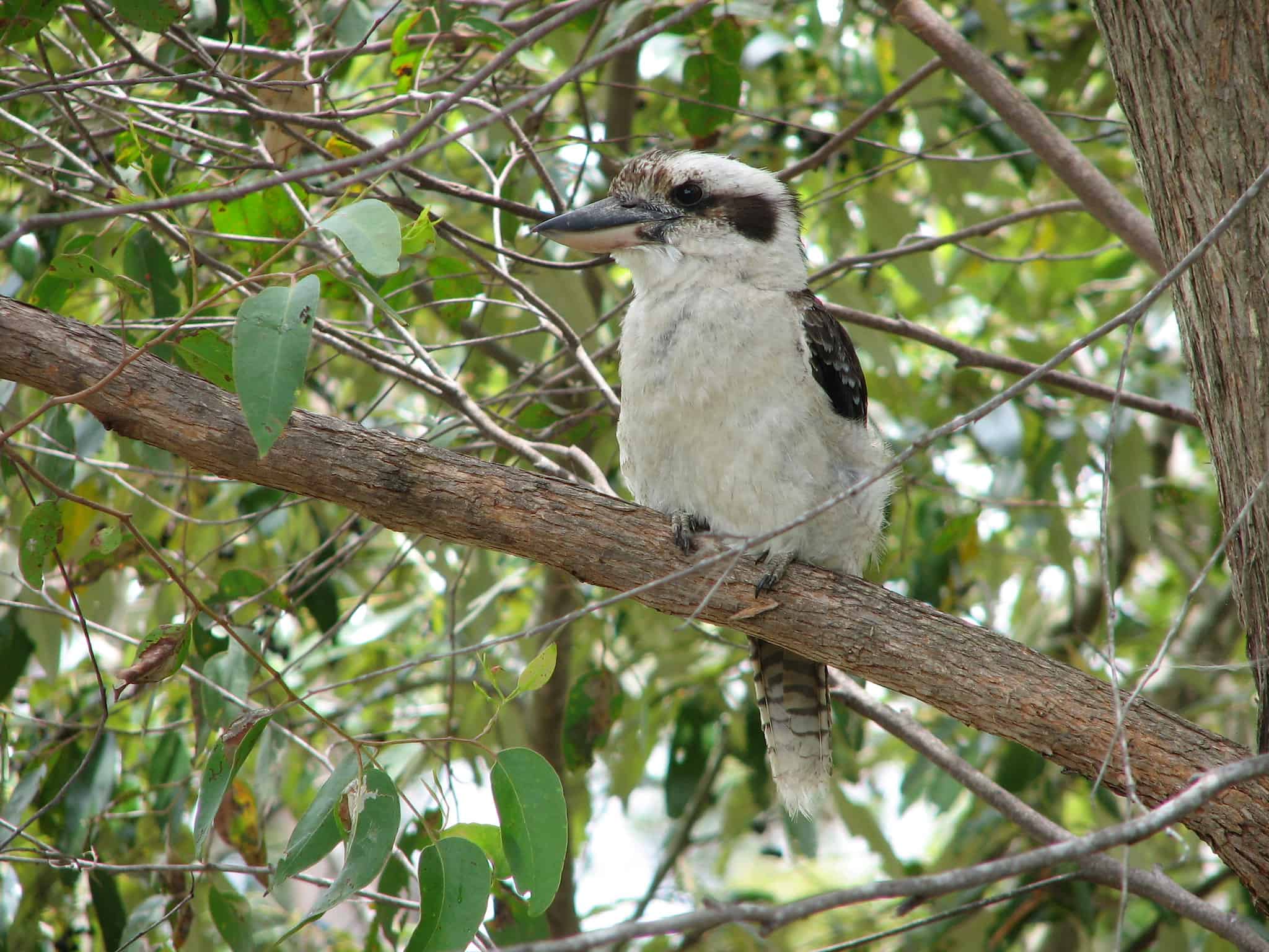 Kookaburra