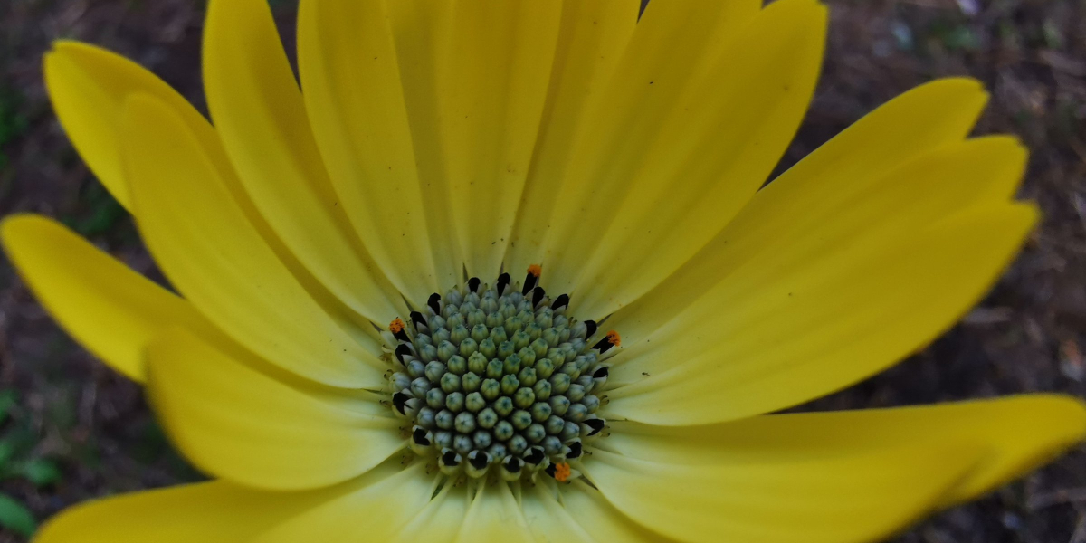 Unknown Flower