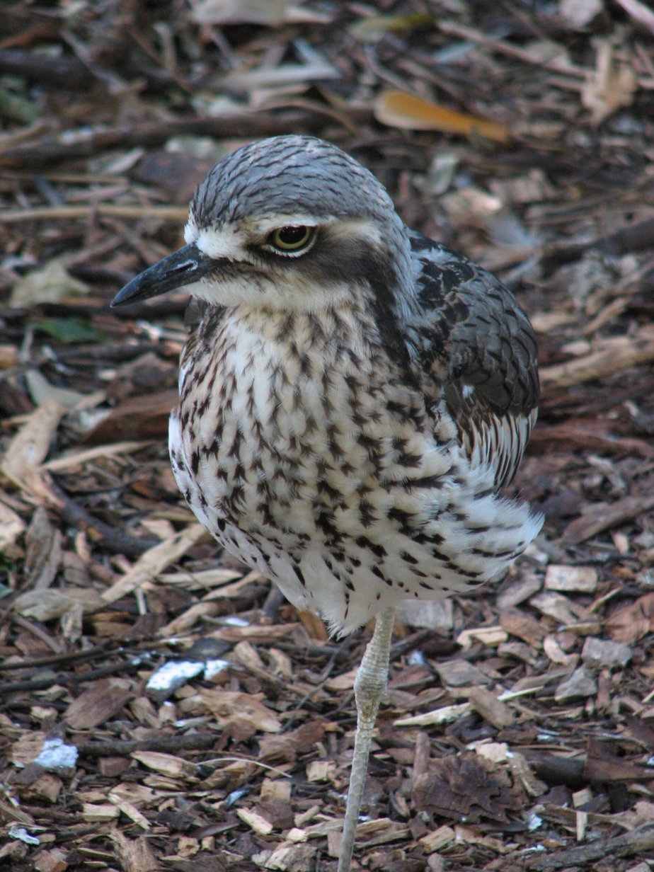Curlew (bird) photograph